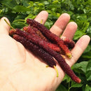 Egrow 100 Pcs/Pack Mulberry Seeds Long Mulberry Bonsai Rare Mulberry Tree Pakistan Fruit Bonsai Large Super Sweet Non-GMO Food For Garden
