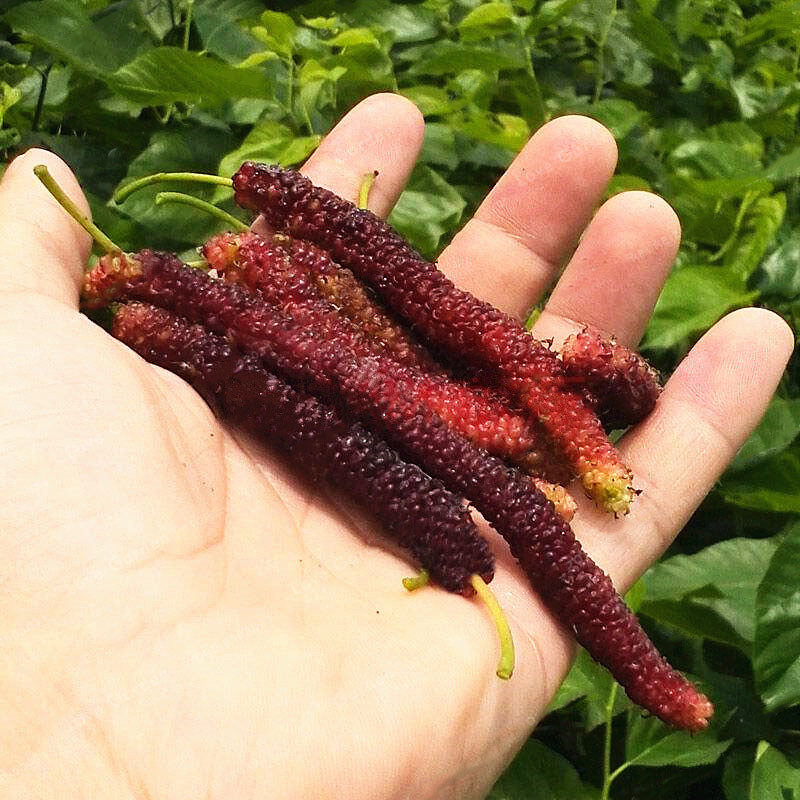 Egrow 100 Pcs/Pack Mulberry Seeds Long Mulberry Bonsai Rare Mulberry Tree Pakistan Fruit Bonsai Large Super Sweet Non-GMO Food For Garden