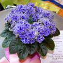 Egrow 100Pcs/Bag Violet Seeds Colorful Mini Seeds Garden Plant Perennial Herb Matthiola Incana Seeds