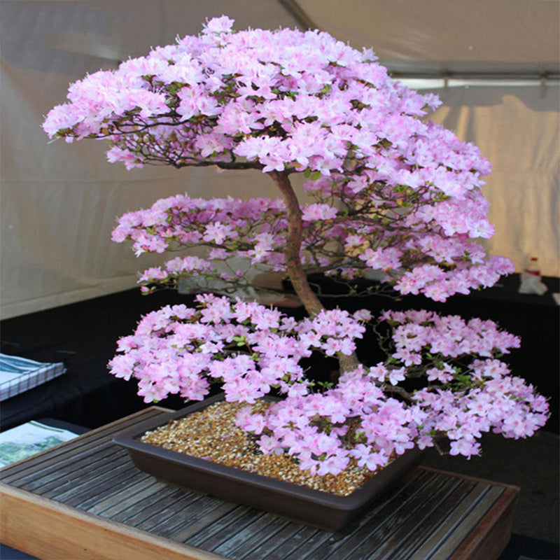 Egrow 10Pcs Japanese Sakura Seeds Pink Plants Cherry Blossoms Flower Bonsai Potted Sakura Tree
