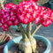20 PCS Genuine Adenium Obesum Desert Rose Seeds Flower Bonsai Plant DIY Home Grden Seeds