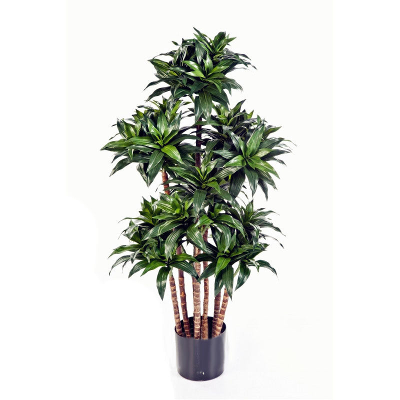 Egrow 10 Pcs/Pack  Dracaena Seeds Sago Cycas Bonsai Balcony Potted Dracaena For Home and Garden Decoartion