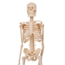 Mini Detachable Human Skeleton Bone Model Removable Arms Legs w Metal Stand Anatomical Medical Model