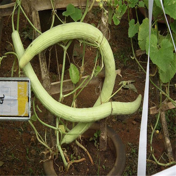 Egrow 50 Pcs/Bag Giant Long Green Cucumber Seeds Crisp Sweet Fruit Organic Vegetable Seed