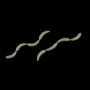 Fishing Luminous Maggots Lifelike Artificial Grub Worm Night Glow Soft Baits
