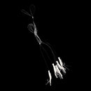 1 Pack Sabiki 5 Shrimp Rigs Glitter Glow in the Dark Fish Saltwater Fishing Bait Baits Lure Size 2