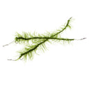 2Pcs Carp Fishing Hair Rigs Braided Line 8