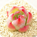 Egrow 100Pcs/Pack Echeveria Succulents Lithops Seeds Home Garden Bonsai Flower Seeds Planting