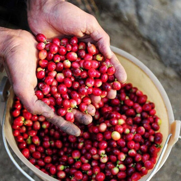 Egrow 10 Pcs/Pack Coffee Beans Seeds Garden Organic Refreshing Food Bonsai Coffee Plant Seed