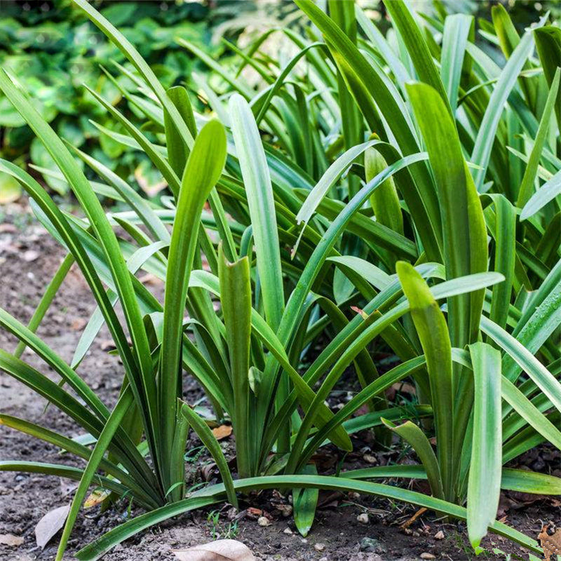 Egrow 30 Pcs/Pack Agapanthus Lily Flower Seeds Agapanthus Africanus Flower Seeds Home Garden Decoration