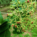 Egrow 100 Pcs/Pack Evodia Seeds Evodia Daniellii Tree Folwer Seeds Home Garden Decoration