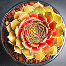 Egrow 100Pcs/Bag Sempervivum Seeds Colorful Gardening Succulent Plant Flower Seed