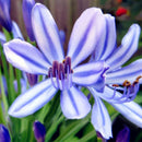 Egrow 100 Pcs/Pack Agapanthus Seeds Agapanthus Africanus Bonsai Home Garden Flower Drought Tolerant