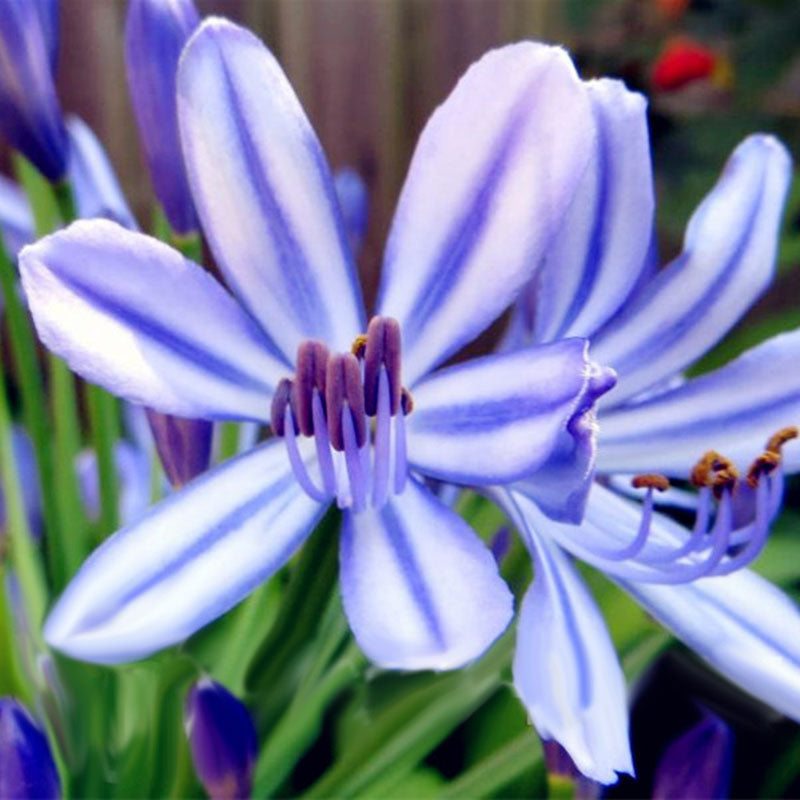 Egrow 100 Pcs/Pack Agapanthus Seeds Agapanthus Africanus Bonsai Home Garden Flower Drought Tolerant