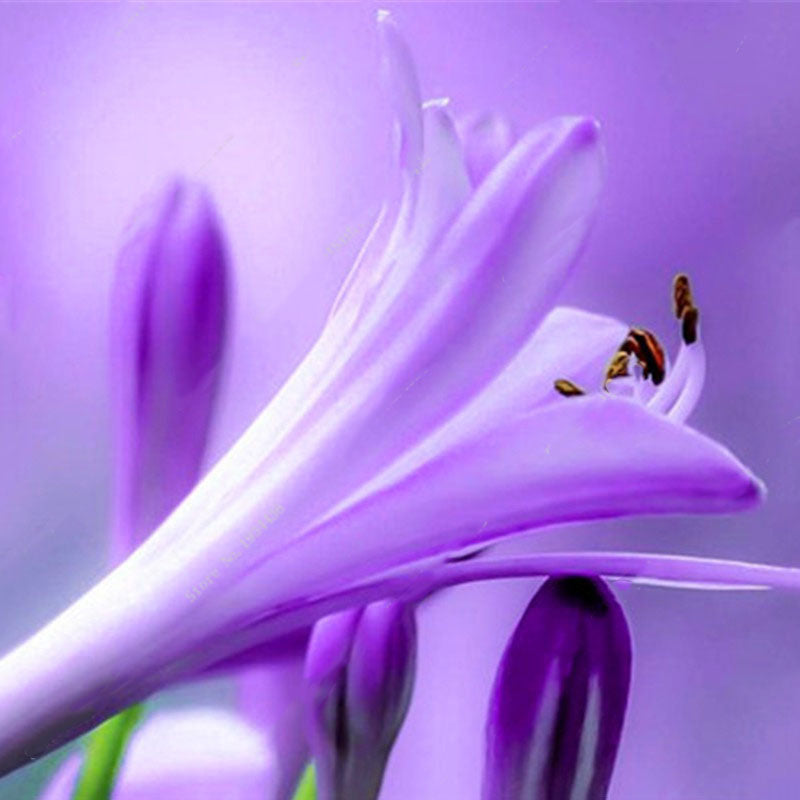 Egrow 50 Pcs/Pack Lily Seeds Lily Bulbs Flower Bulbs Perennials Lelies Exotic Indoor Plants Flower Bulbs Garden Bulbos