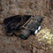 XANES D25 1650LM 2 x XPL LED 6 Modes Stepless Dimming USB Interface IPX6 Waterproof Headlamp