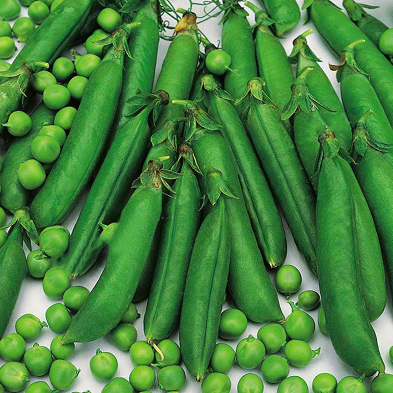 Egrow 20Pcs/Pack Sweet Pea Seeds Multi-grain Cold-resistant Garden Farm Vegetable Plants Seeds