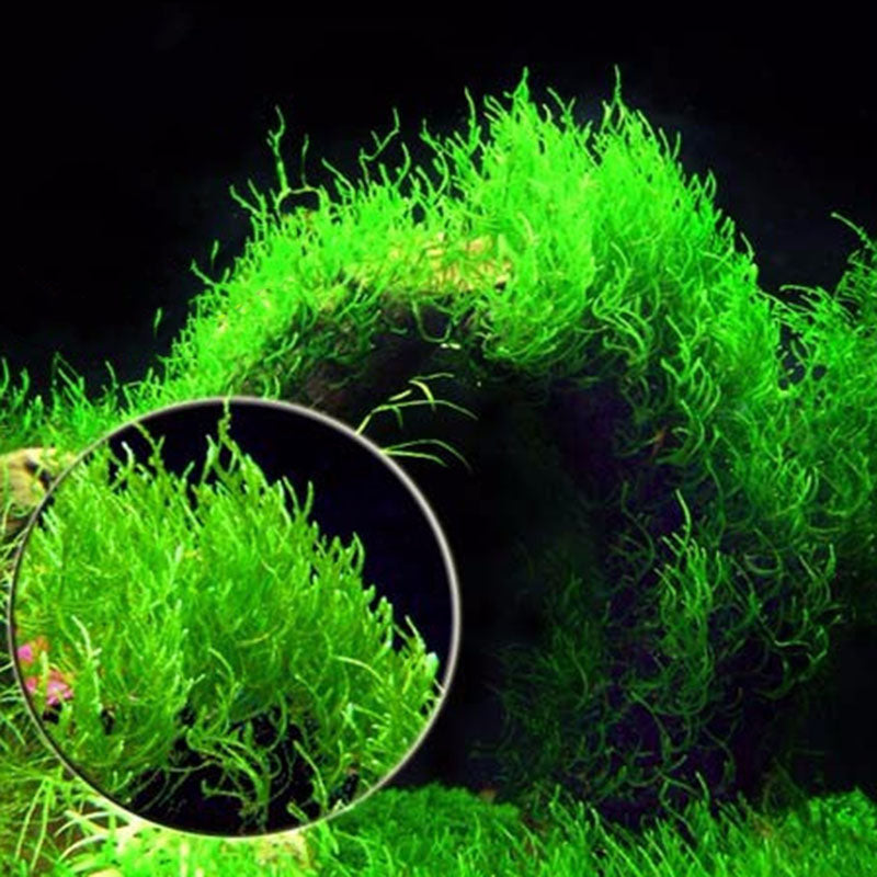 Egrow 200PCS/Pack Moss Live Aquatic Plants Seeds Aquarium Water Grass Bonsai Flower Landscape Decoration Ornament