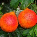 Egrow 10 Pcs/Pack Bitter Melon Seeds Fruit Bonsai Momordica Cochinchinensis Bonsai Spreng Cochinchin Gourd Non-GMO Fruit Plant