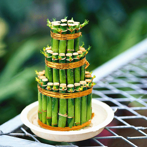 Egrow 30 PCS/Pack Lucky Bamboo Bonsai Seeds Small Potted Plants Purify Dracaena Plantas Planting Simple for Home Garden