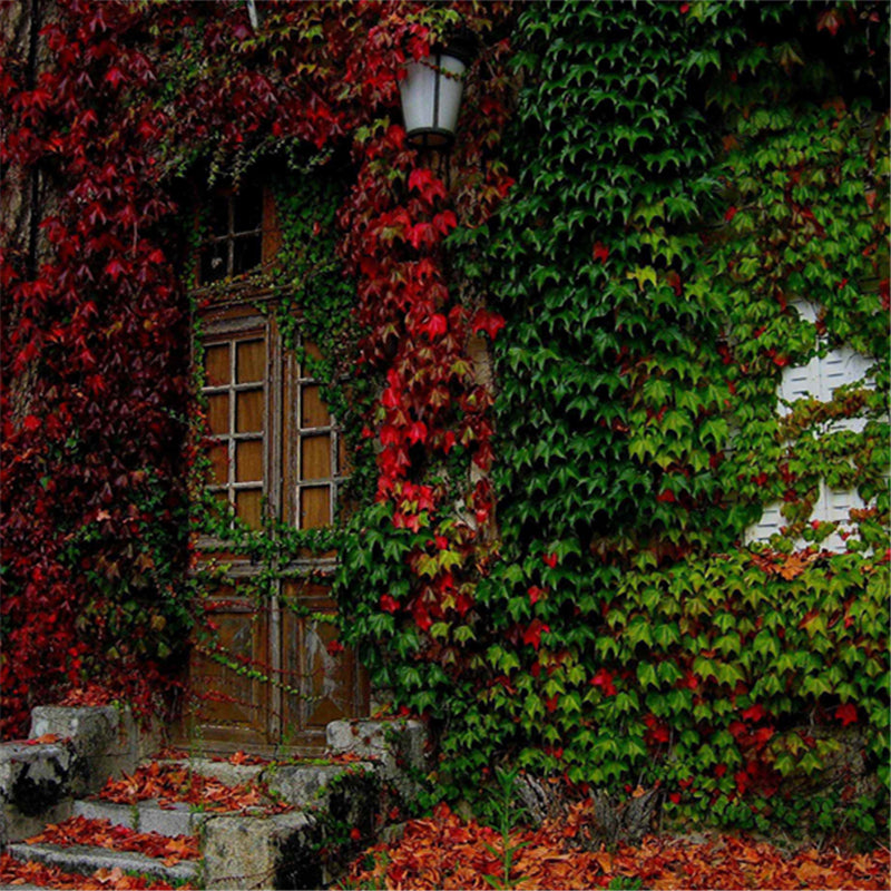 Egrow 100 Pcs/Pack Boston Ivy Seeds Boston Ivy Tree Plant Vine Tree Parthenocarpy