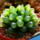 Egrow 100Pcs/Pack Lotus Lithops Succulent Seeds Pseudotruncatella Garden Plants Flower Bonsai Seed