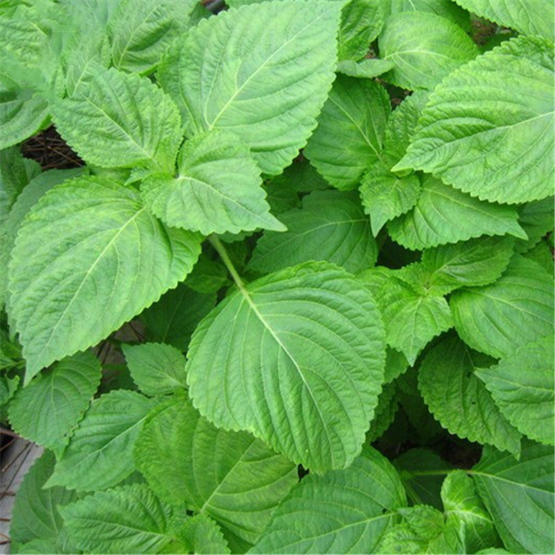 Egrow 150 Pcs/Pack Perilla Seeds Vegetables Seeds Wild Vegetable Green Leaf Basil For Home Garden Plant