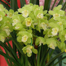 Egrow 30PCS/Pack Cymbidium Orchid Seeds Dark Red Cymbidium Orchid Bonsai Home Garden Flower Bonsai Indoor Potted Plants