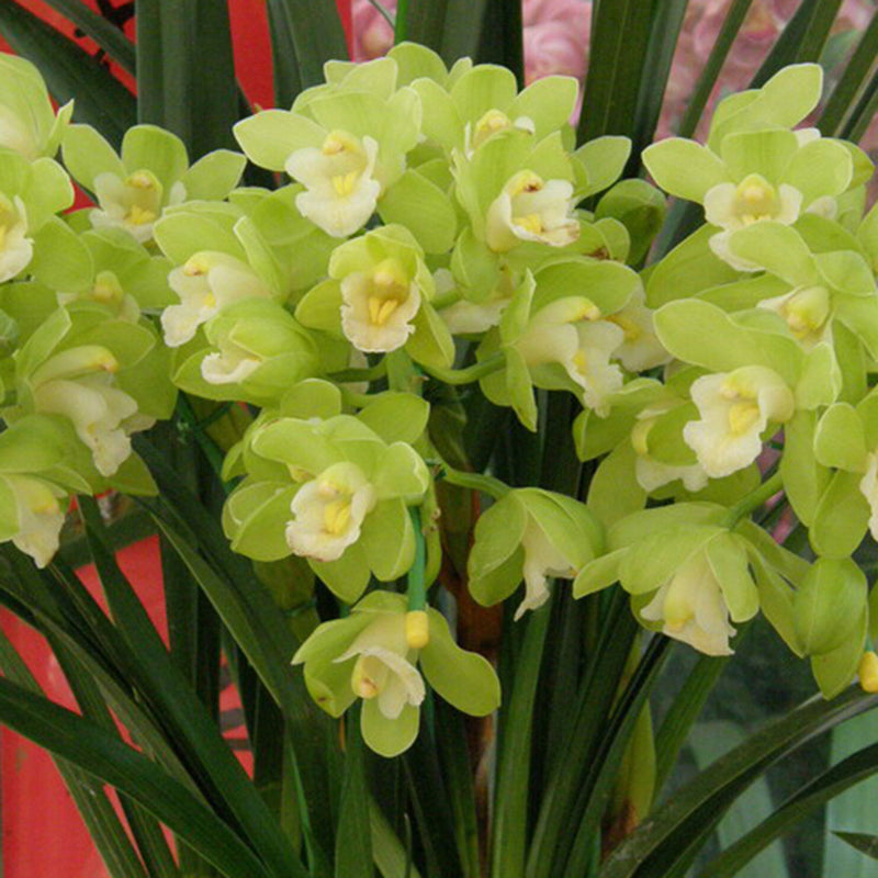 Egrow 30PCS/Pack Cymbidium Orchid Seeds Dark Red Cymbidium Orchid Bonsai Home Garden Flower Bonsai Indoor Potted Plants