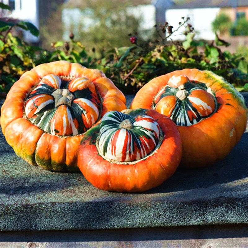 Egrow 20 Pcs/Pack Pumpkin Seeds Home Grown Decorative Pumpkin Bonsai Heirloom Vegetable Bonsai Pumpkin Bonsai Garden Plant