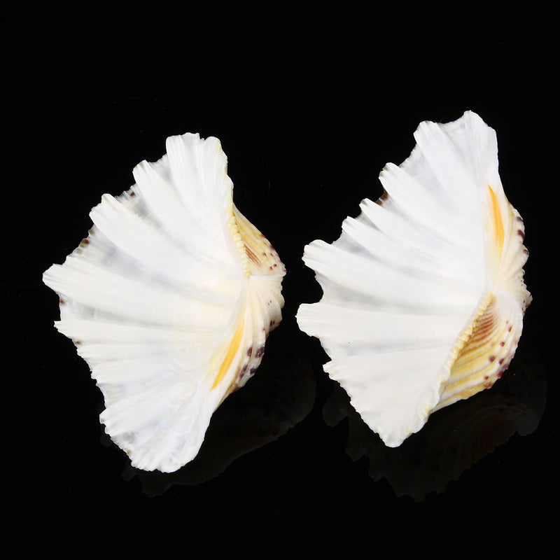 Living Room Ornaments Sea Shell Clam Tridacna Big Conch Natural 10-12CM Fish Tank Decorations