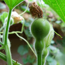 Egrow 20pcs/Bag Bottle Gourd Seeds Annual Garden Beautiful Decorative Plant Seeds Vegetable Seeds