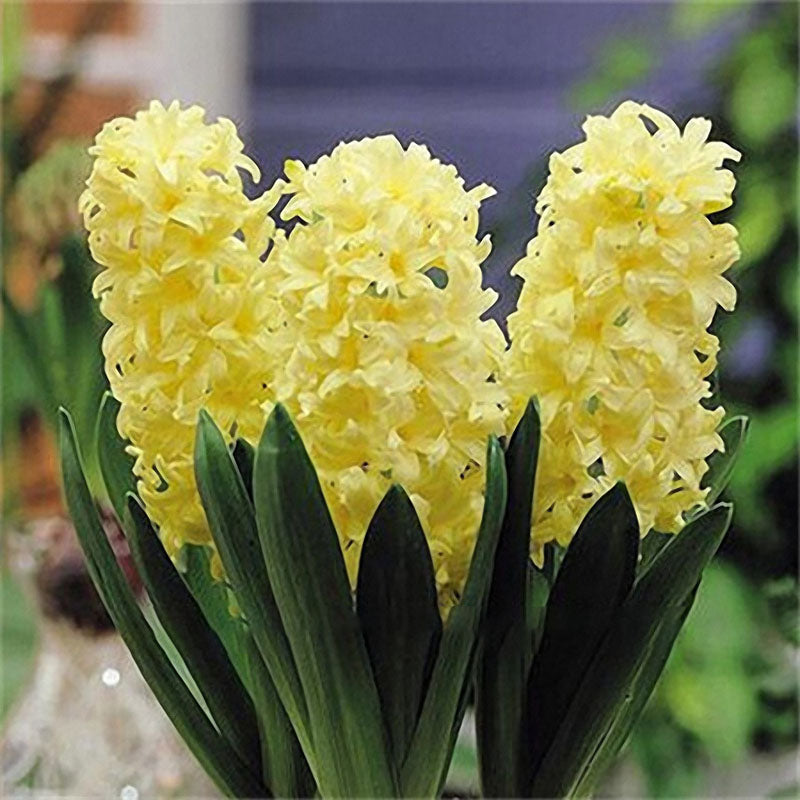 Egrow 100Pcs Hyacinth Flower Seeds Mixed Color Beautifying Garden Bonsai Potted Blooming Plant