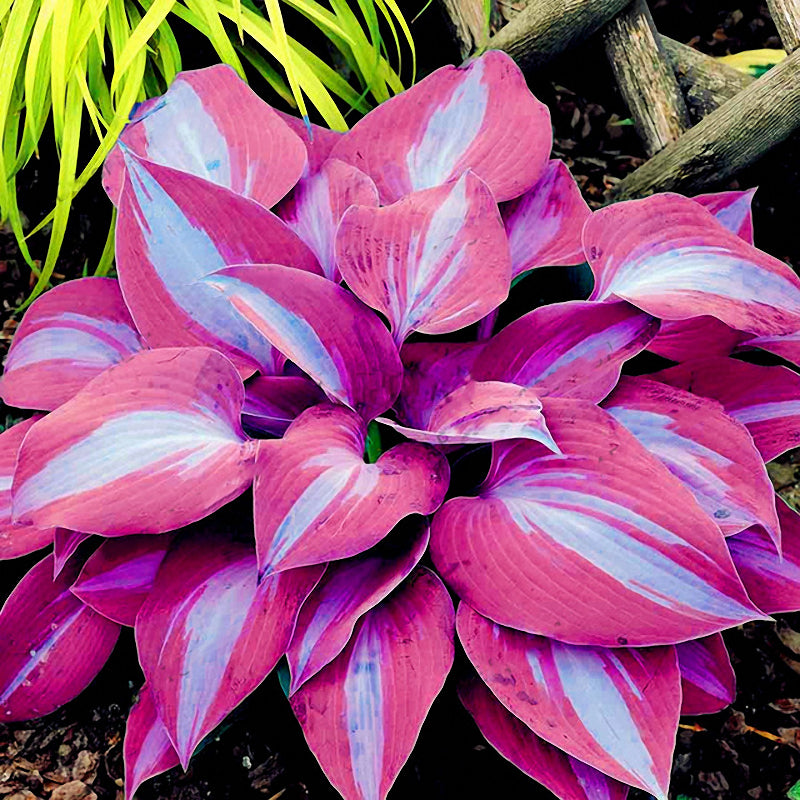 Egrow 150Pcs/Pack Hosta Flower Seeds Garden Perennials Ornamental Lily Shade Hosta Plants Seeds