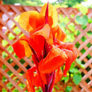 Egrow 100Pcs/Pack Canna Lily Seeds Garden Outdoor Bonsai Tropical Bronze Scarlet Flower Seeds
