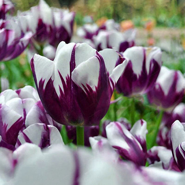 Egrow 10Pcs Perennial Perfume Tulip Seed Mixed Color Tulip Flower Bonsai Seeds Outdoor Planting