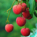 Egrow8Pcs/Bag Litchi Seeds Summer Delicious Fruit Litchi Seeds Nutritious and Delicious Fruit Seeds