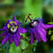 100 PCS Passion Flower Seeds Vine Fruit Passiflora Bonsai Seeds Home Garden