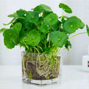 Egrow 100Pcs/Pack Hydrocotyle Verticillata Seeds Bonsai Copper Grass Aquatic Plants Garden Ornament Cold Water Flower Pilea Plant