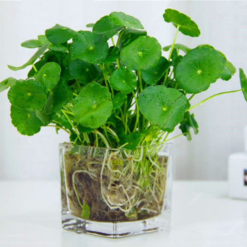 Egrow 100Pcs/Pack Hydrocotyle Verticillata Seeds Bonsai Copper Grass Aquatic Plants Garden Ornament Cold Water Flower Pilea Plant