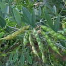 Egrow 200 Pcs/Pack Green Soy Bean Seeds Cajanus Cajan Tree Semente Plant Wood Bean For Cajanus Mu Dou Tree