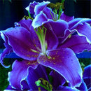 Egrow 50 Pcs/Pack Lily Seeds Lily Bulbs Flower Bulbs Perennials Lelies Exotic Indoor Plants Flower Bulbs Garden Bulbos