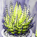 Egrow 100Pcs/Bag Cactus Aloe Seeds Colorful Cactus Rebutia Variety Succulent Flower Potted Seed