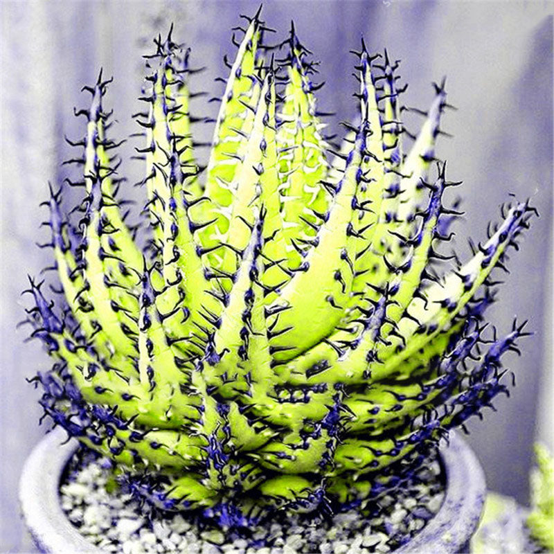 Egrow 100Pcs/Bag Cactus Aloe Seeds Colorful Cactus Rebutia Variety Succulent Flower Potted Seed