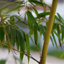 Egrow 50pcs/Bag Golden Bamboo Seeds New Semente Rare Golden Bamboo Tree Seeds for Home Garden Plants