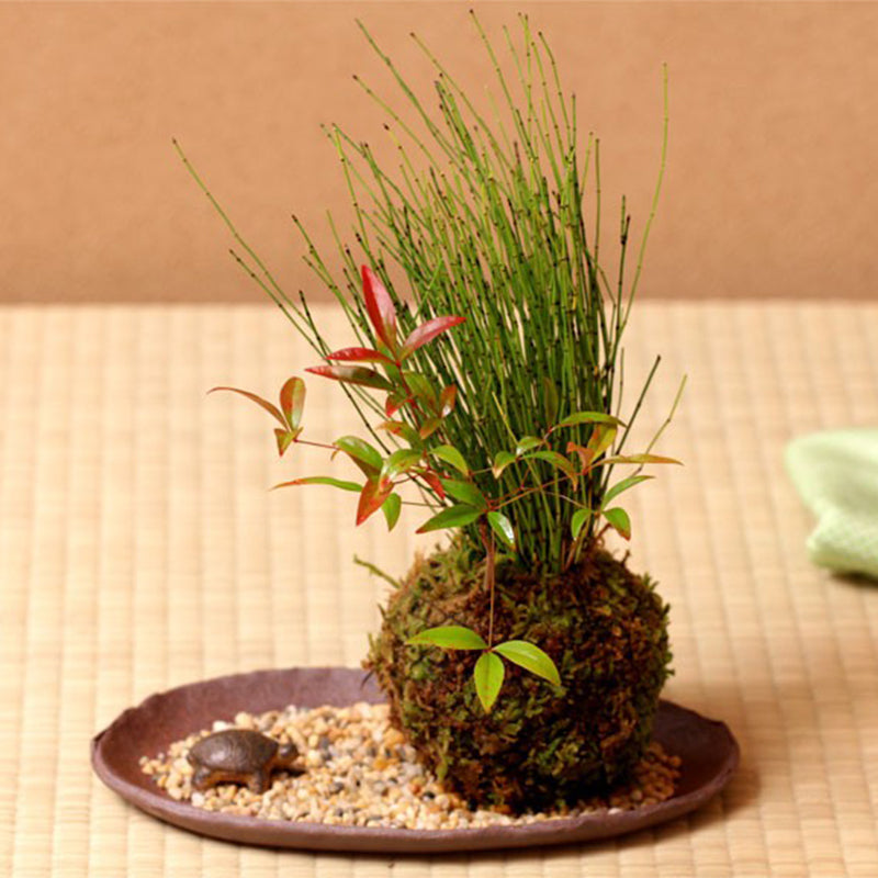 6-18cm Moss Weaved Ball Shape Flower Pot Succulent Planter Green Basket