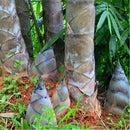 Egrow 100 Pcs/Pack Bamboo Seeds Huge Dragon Bamboo Tree Plant Bamboo Tree For Home Garden