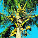 Egrow 10Pcs/Bag Coconut Tree Seeds Perennial Bonsai Juicy Fruit Plants for Home and Garden Planting