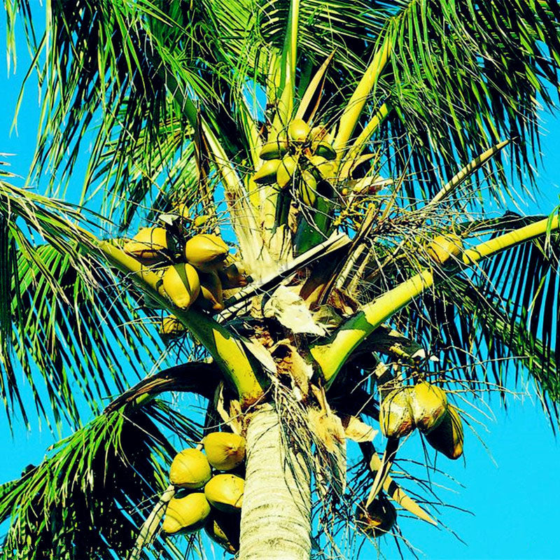 Egrow 10Pcs/Bag Coconut Tree Seeds Perennial Bonsai Juicy Fruit Plants for Home and Garden Planting