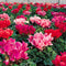 Egrow 100 Pcs/Pack Cyclamen Seeds Cyclamen Bonsai Cyclamen Floreslings Plants Primrose Flowers Garden